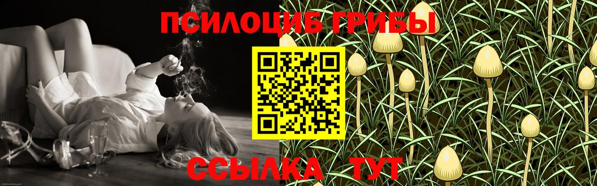 Псилоцибиновые грибы Cubensis Шадринск